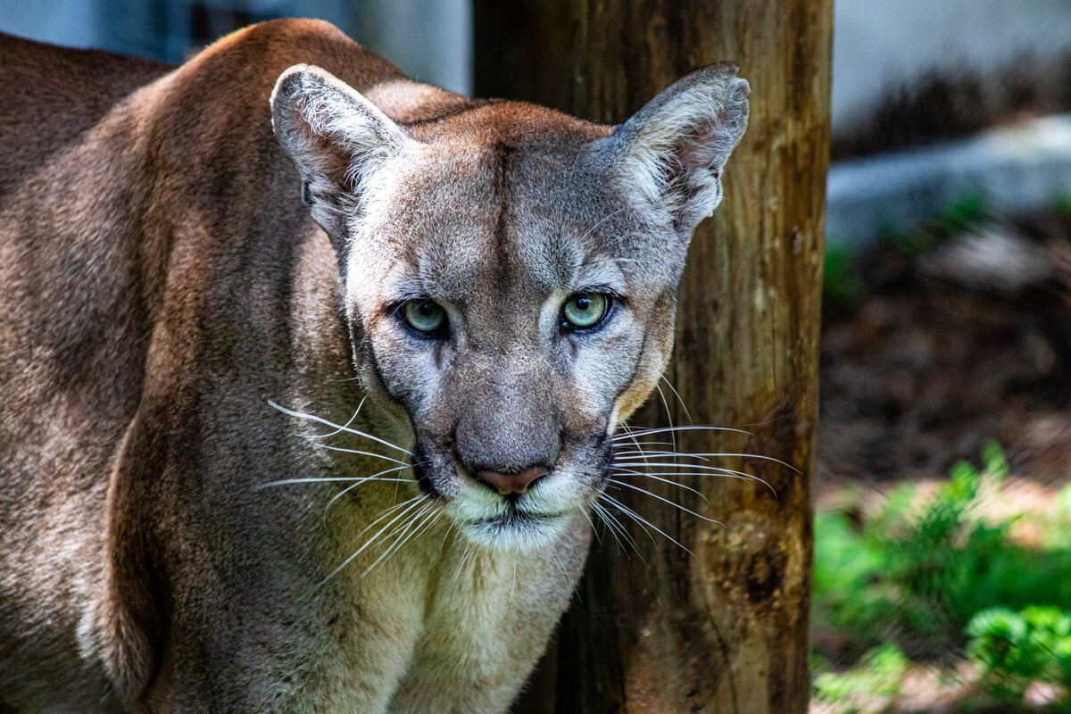cougar-stare-4eefc92e-2500