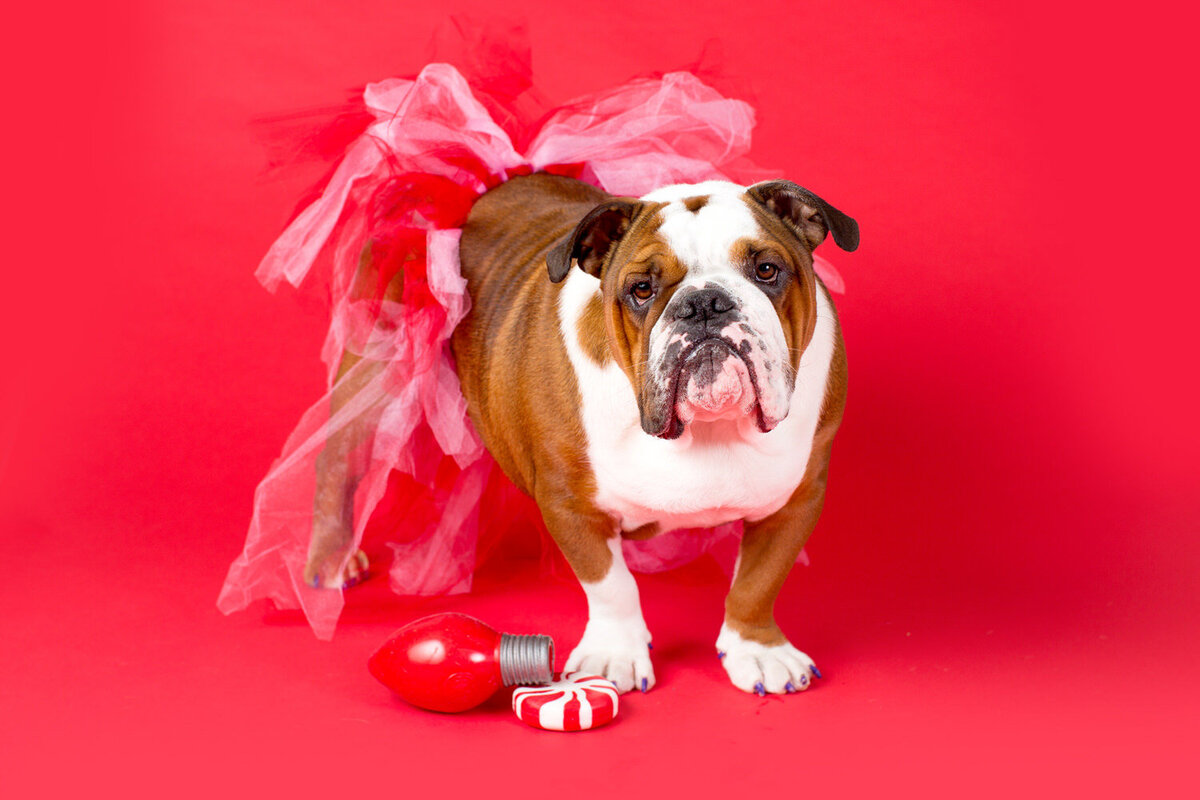 pet-photos-myrtle-beach-1500_075