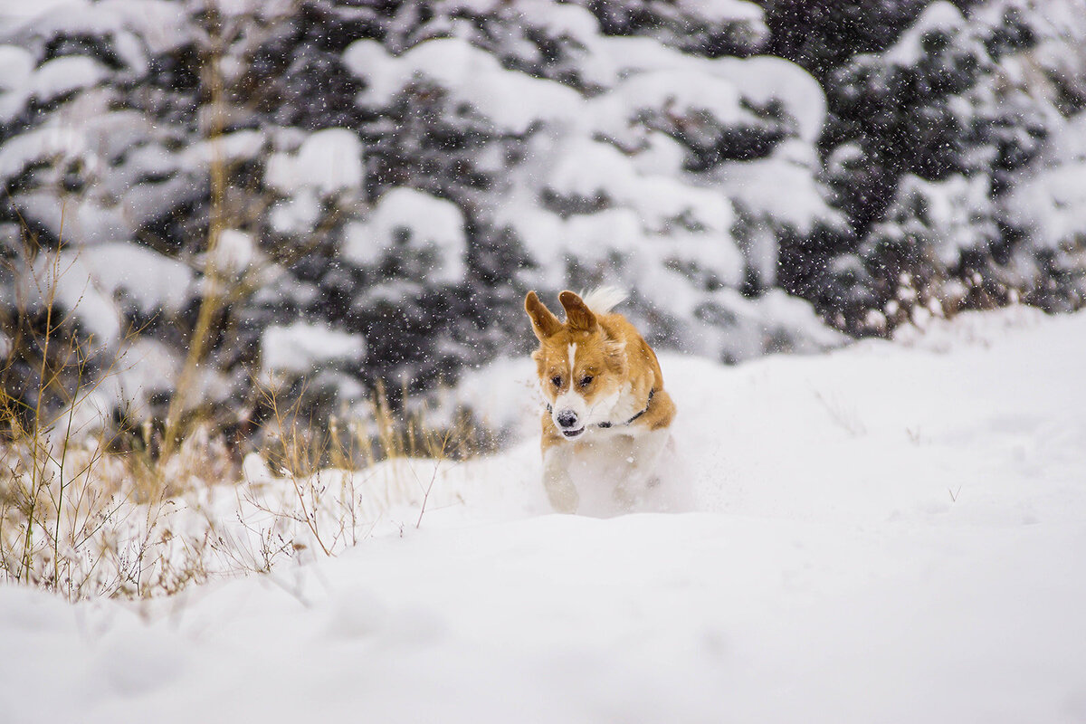Rachael-Zimmerman-Photography-Denver-Colorado-Maui-Hawaii-LGBTQ-Adventure-Photographer-Animals-20