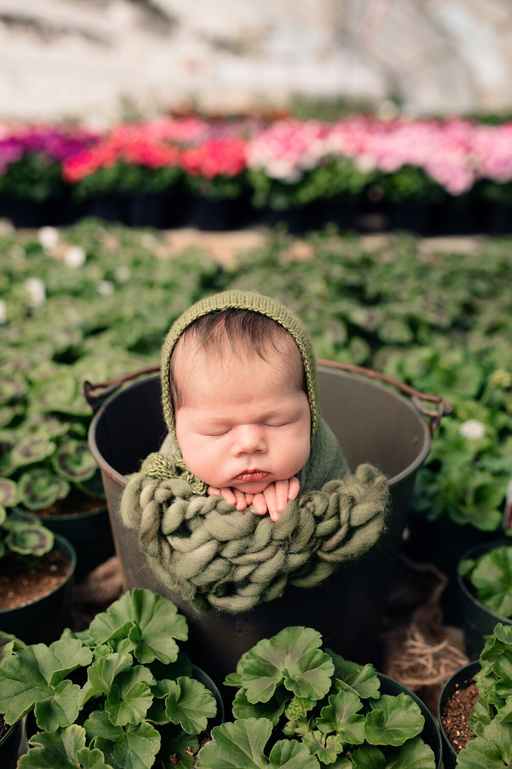 Newborn Photography in lloydminster garden