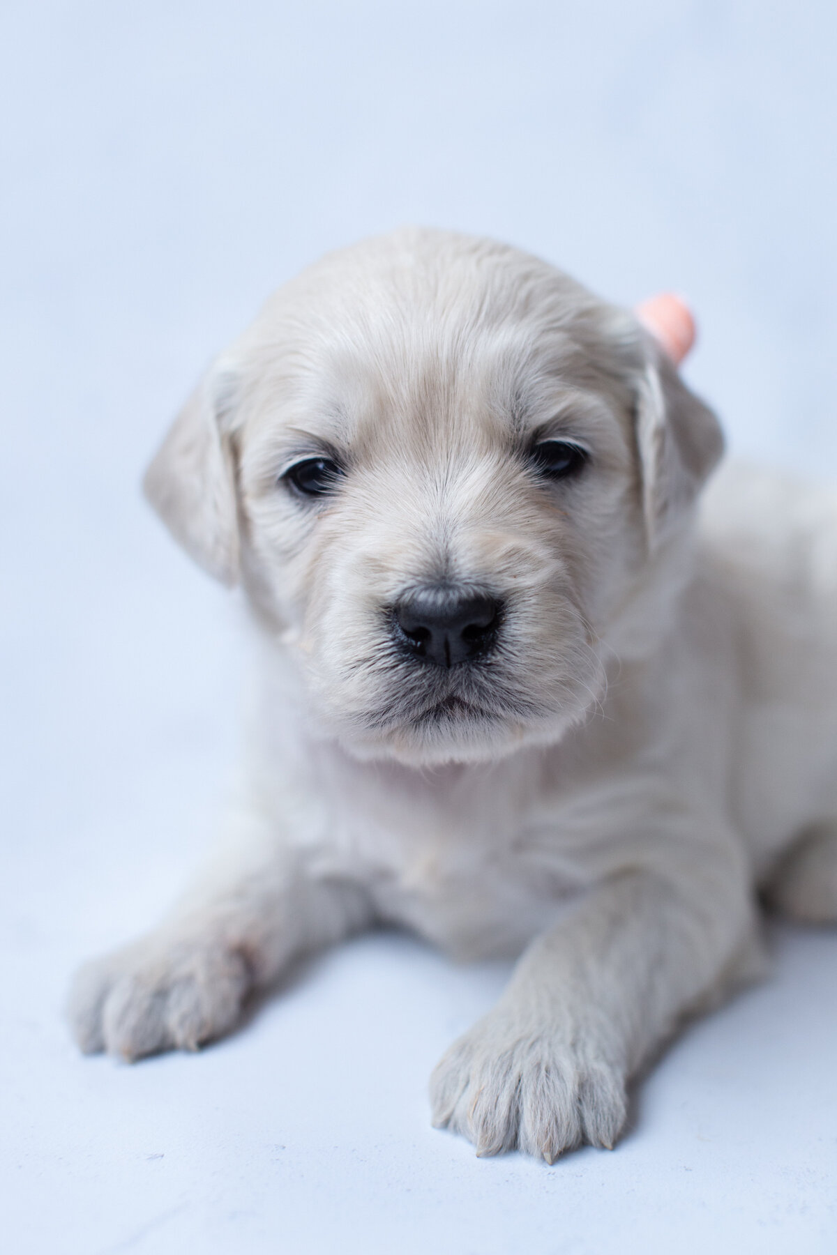 Miss Eloise-2