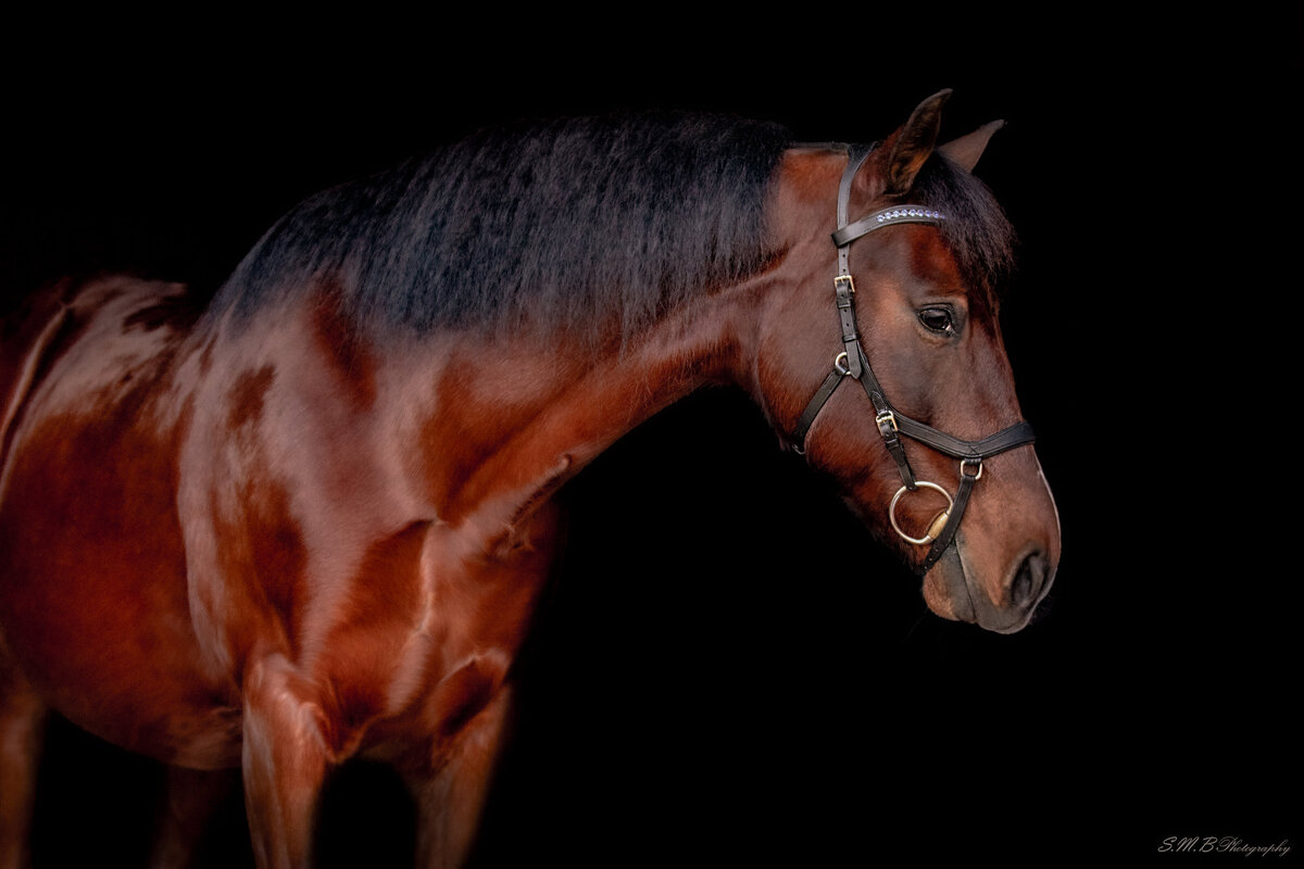 20241214-20241214-_MG_9010 copy