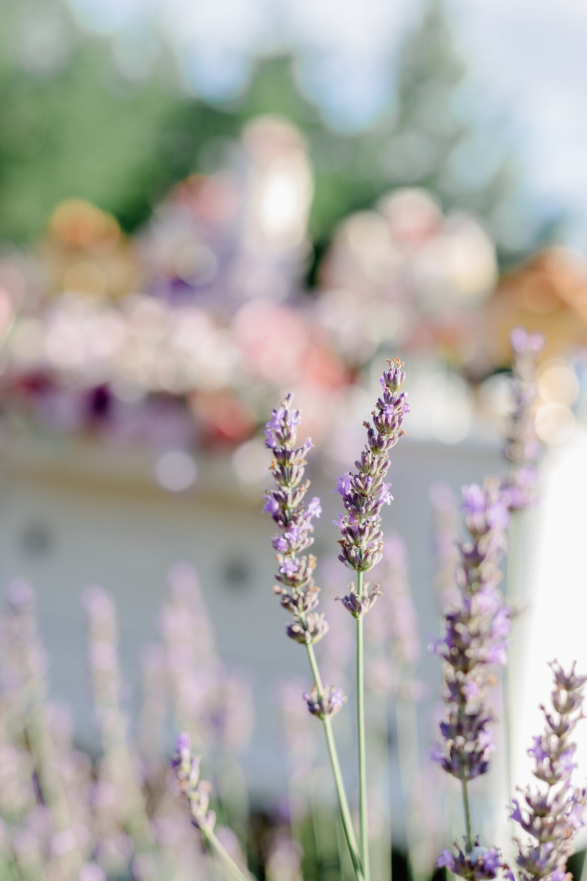 KS-Florals-and-Decor_Ashleys-kitchen_Lavender-Queen-Farm-8