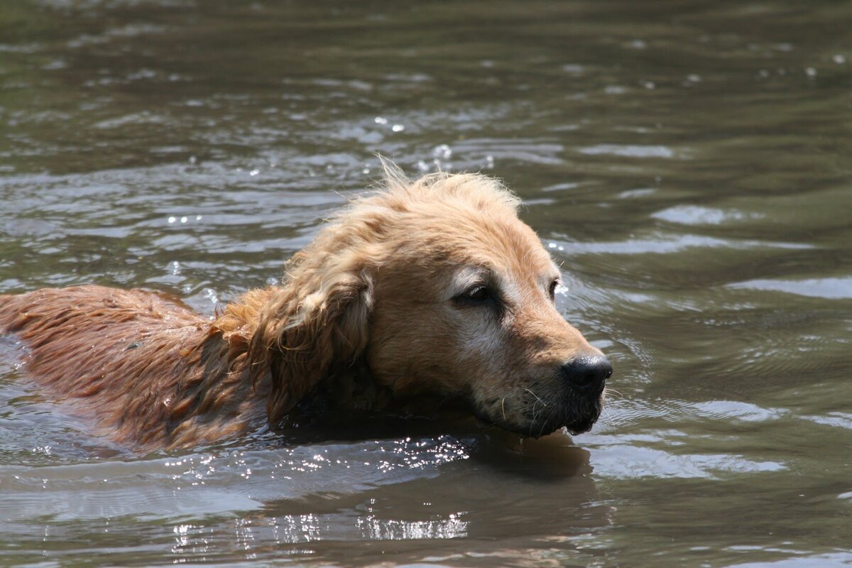 Appelgate-Golden-Retriever-Puppies-Rose-1