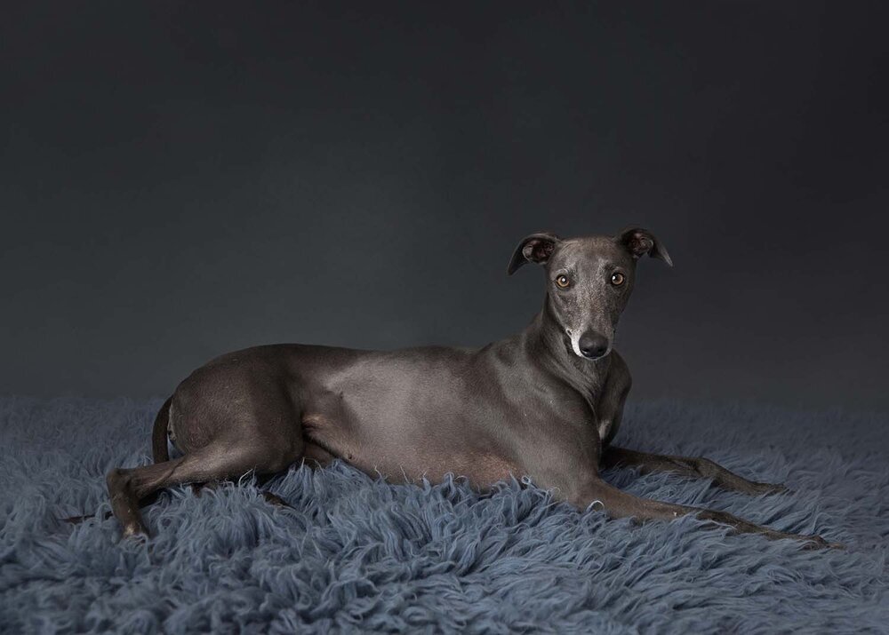 PETS_WHIPPETPUPPYDOGGREYGIRL