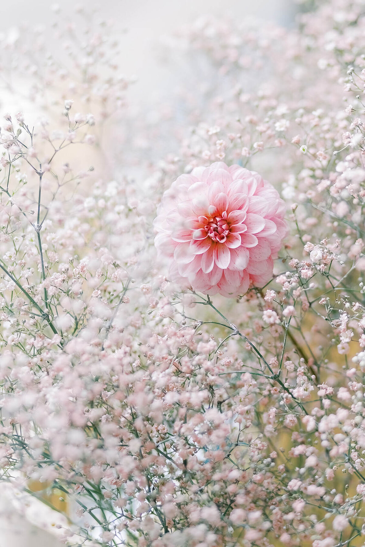 CapucineAtelierFloral-création-arche-florale_14