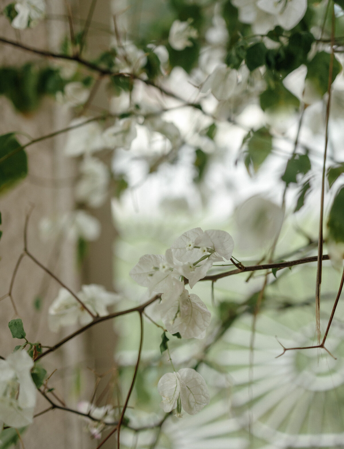 white flower details, plants at Paradisus Playa del Carmen, Mexico