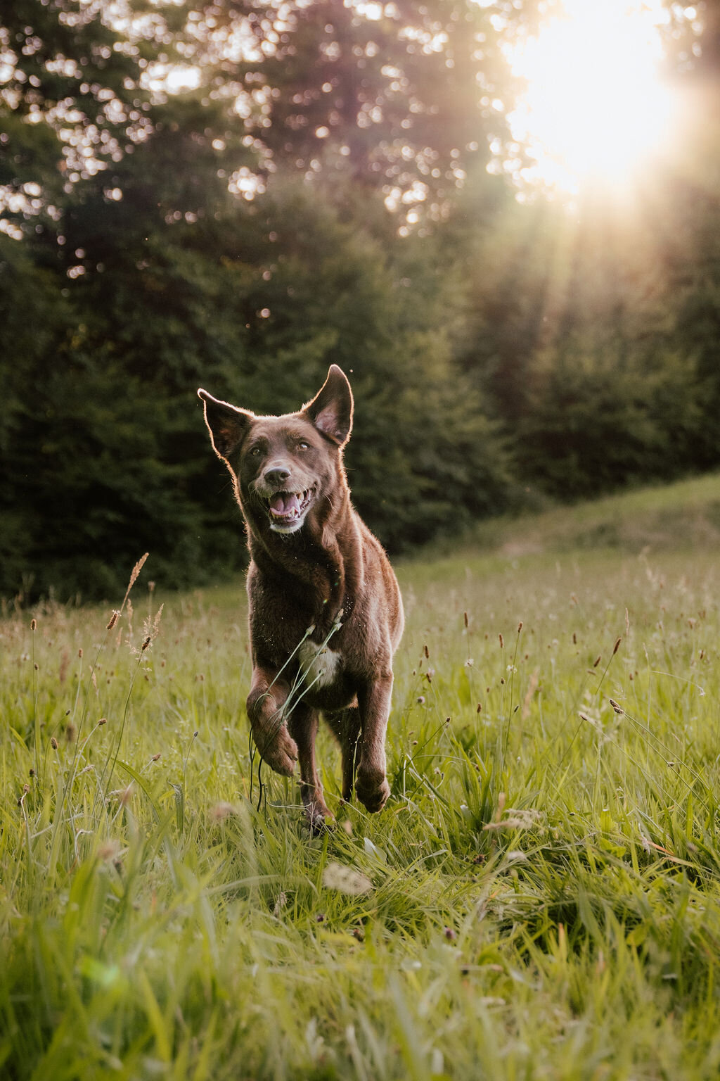 Elis-Fotografie-Hundefotografin-Solothurn-Tiefotografin-Biel-Paarfotos Solothurn-Hochzeitsfotograf-Bern61