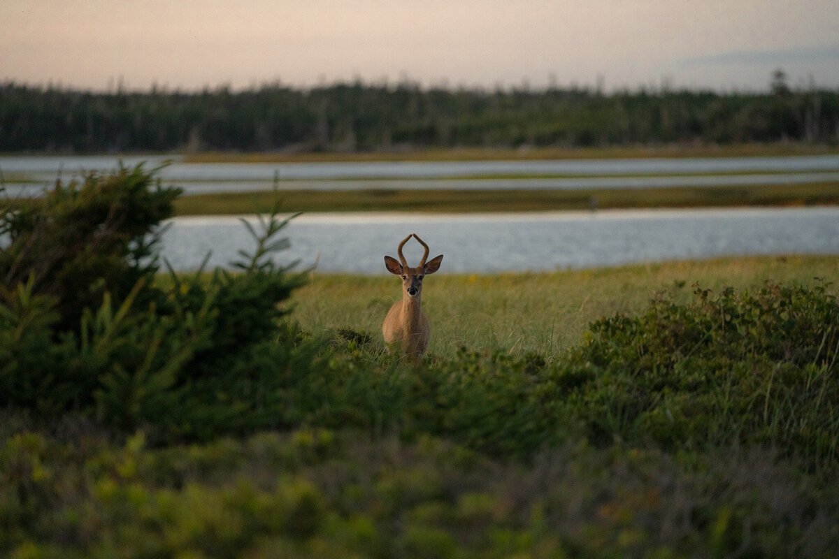 nova-scotia-canada-martinique-beach-deer