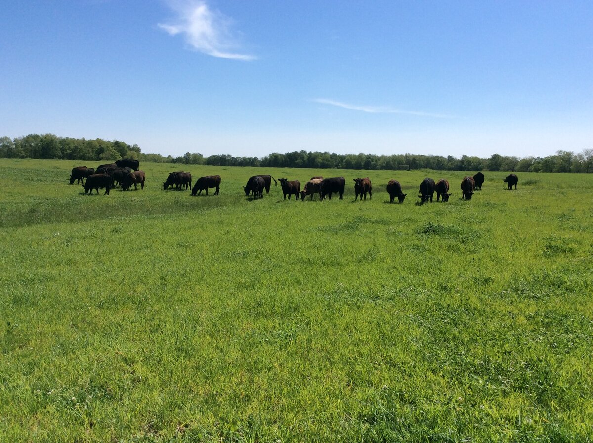 Cows grazing in a filed