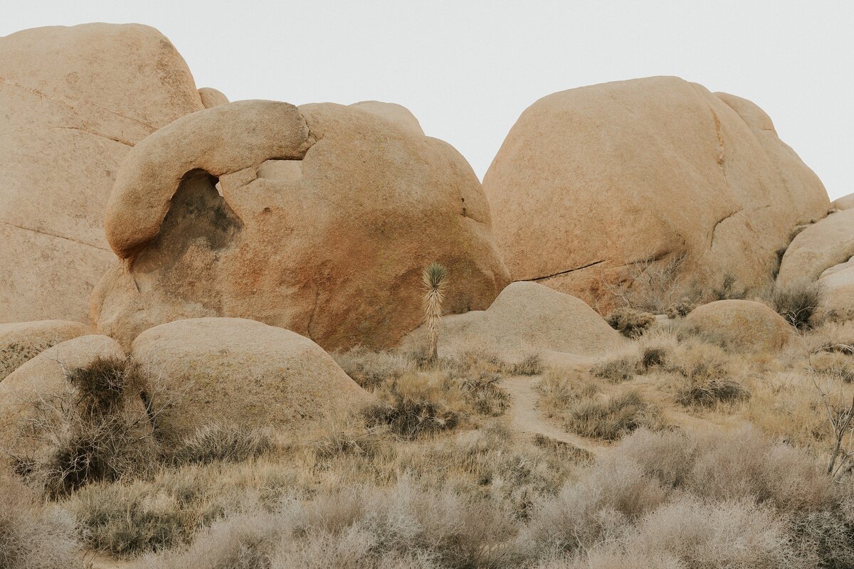 Joshua-Tree-Elopement-11