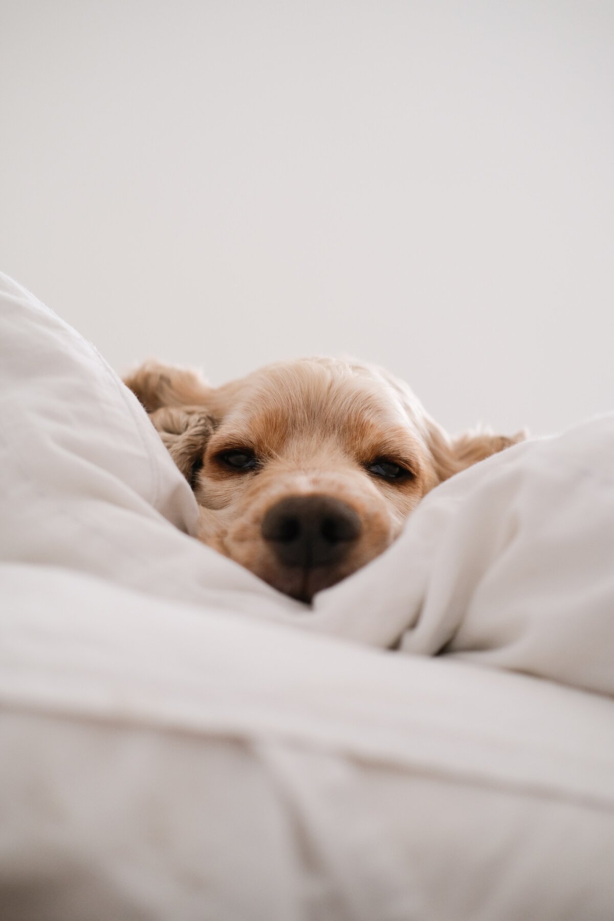 connor-home-5tauz4uFeDo-unsplash