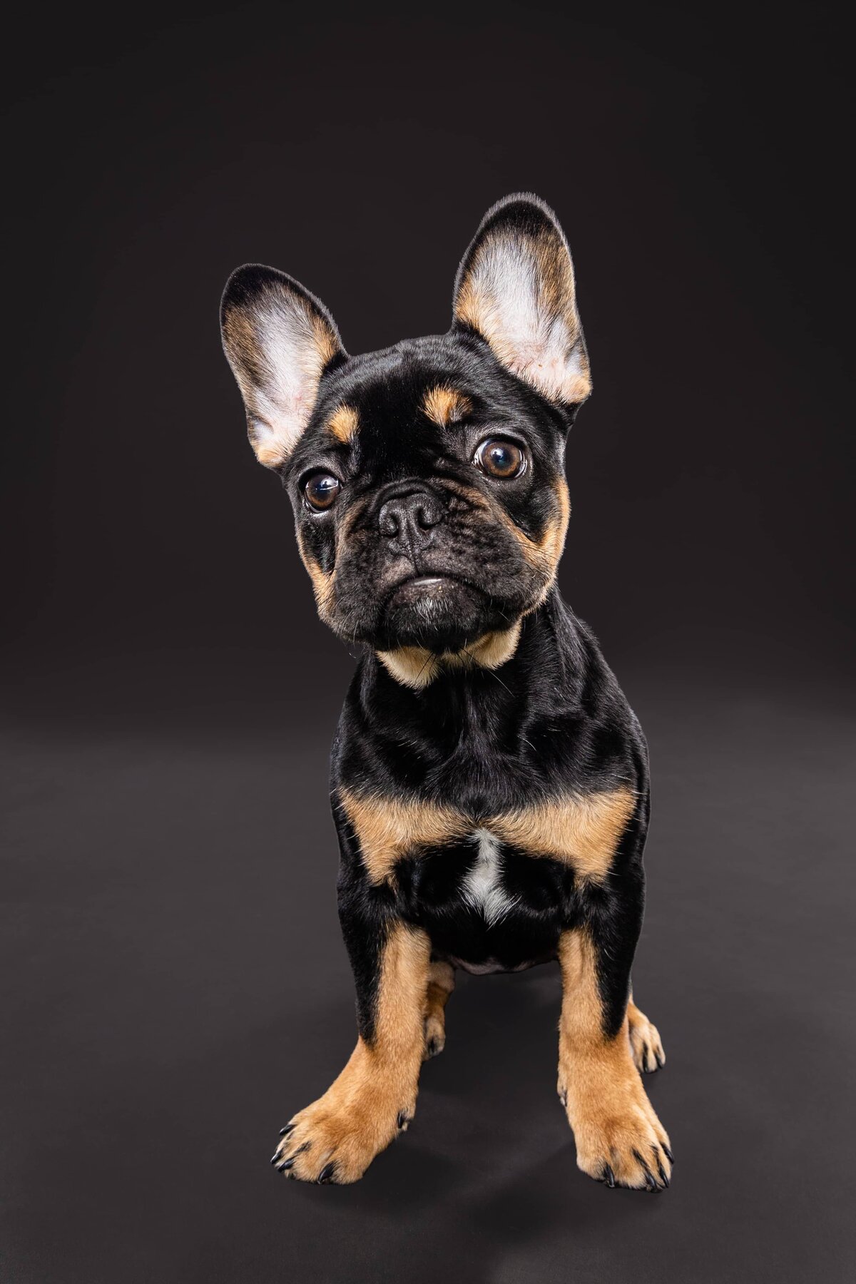 Portfolio - The Beloved Pup Photo Studio Alabama Dog Photographer 2