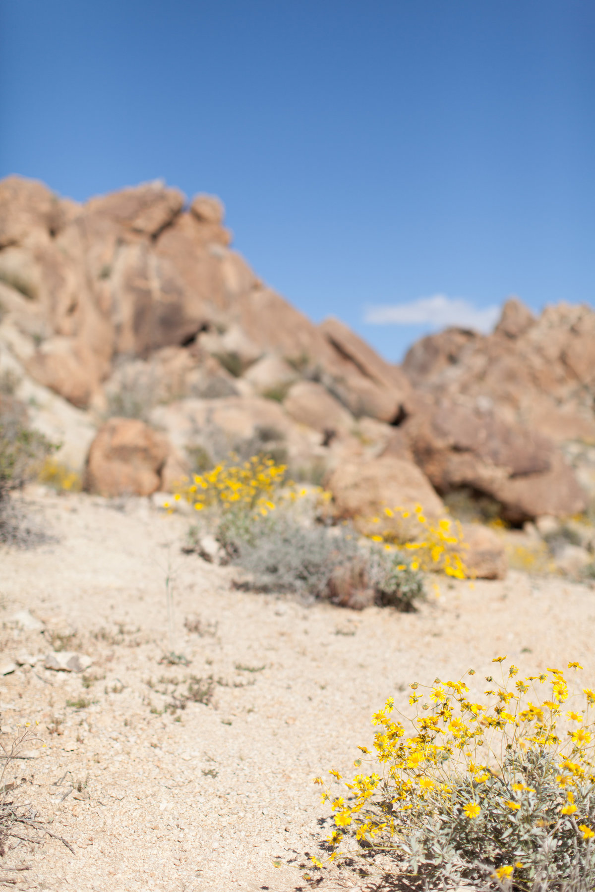 170401_Joshua tree_0017