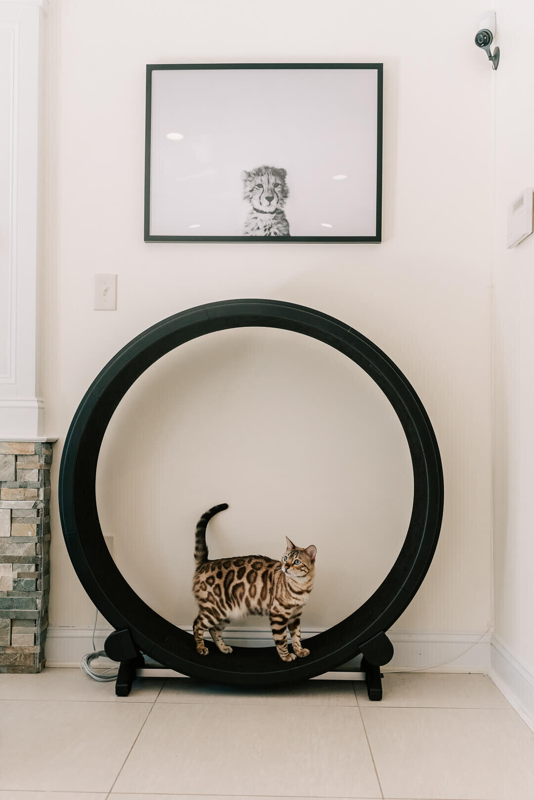 A snow bengal standing on his hamster wheel looking at his owners