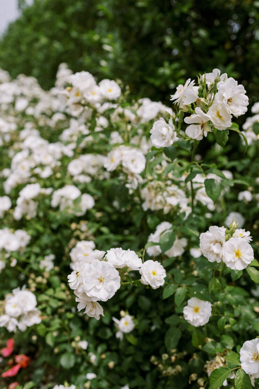 white-flowers-blooming-in-spring