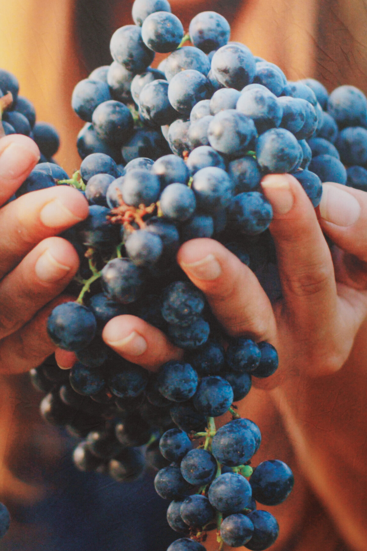 hands holding grapes