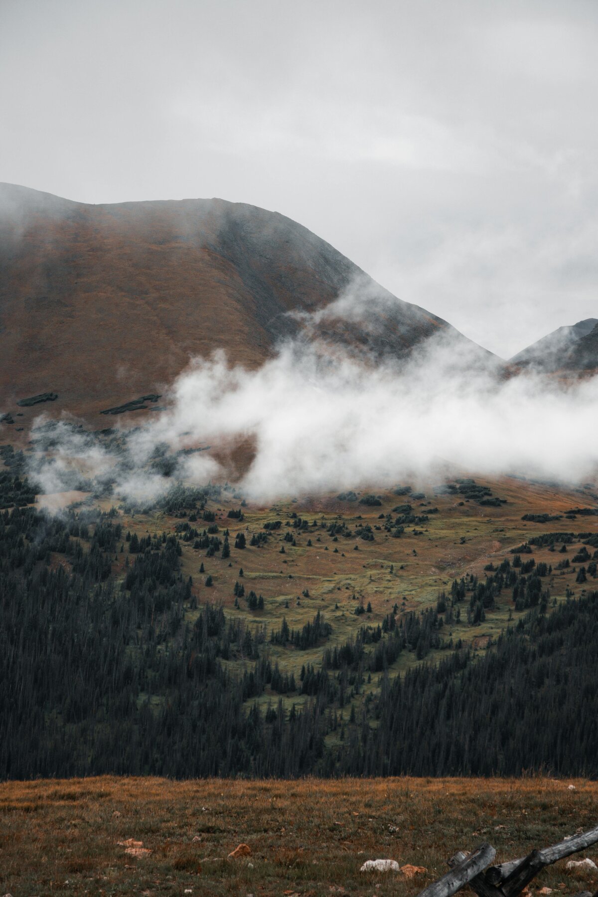 Tree planting and fire mitigation services for mountain property in Ouray, Colorado