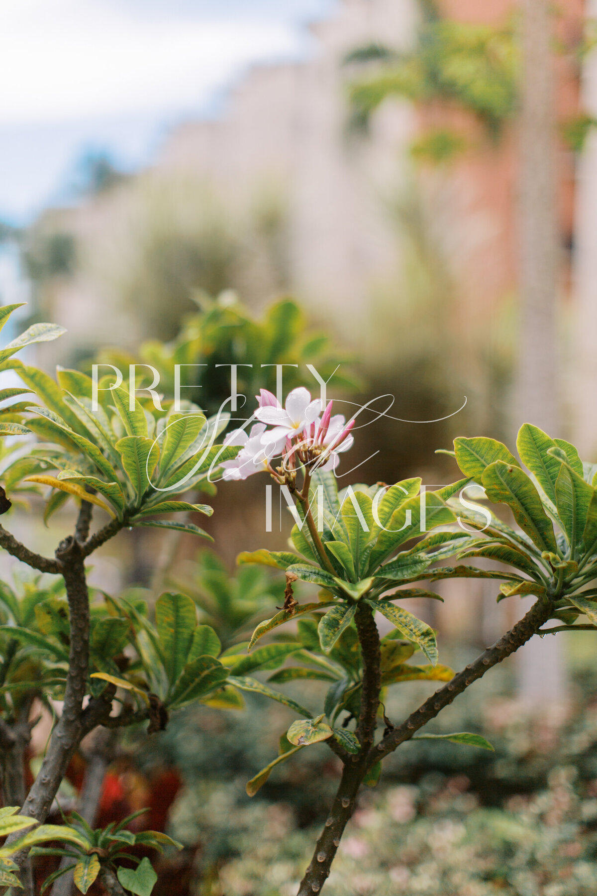 Pretty Stock Images - Hawaii-04