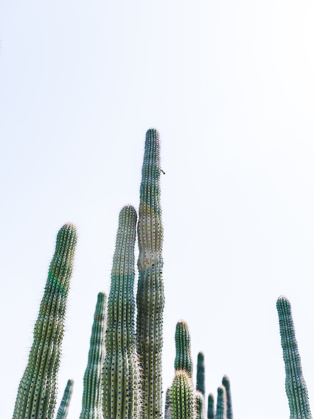 Standing Tall