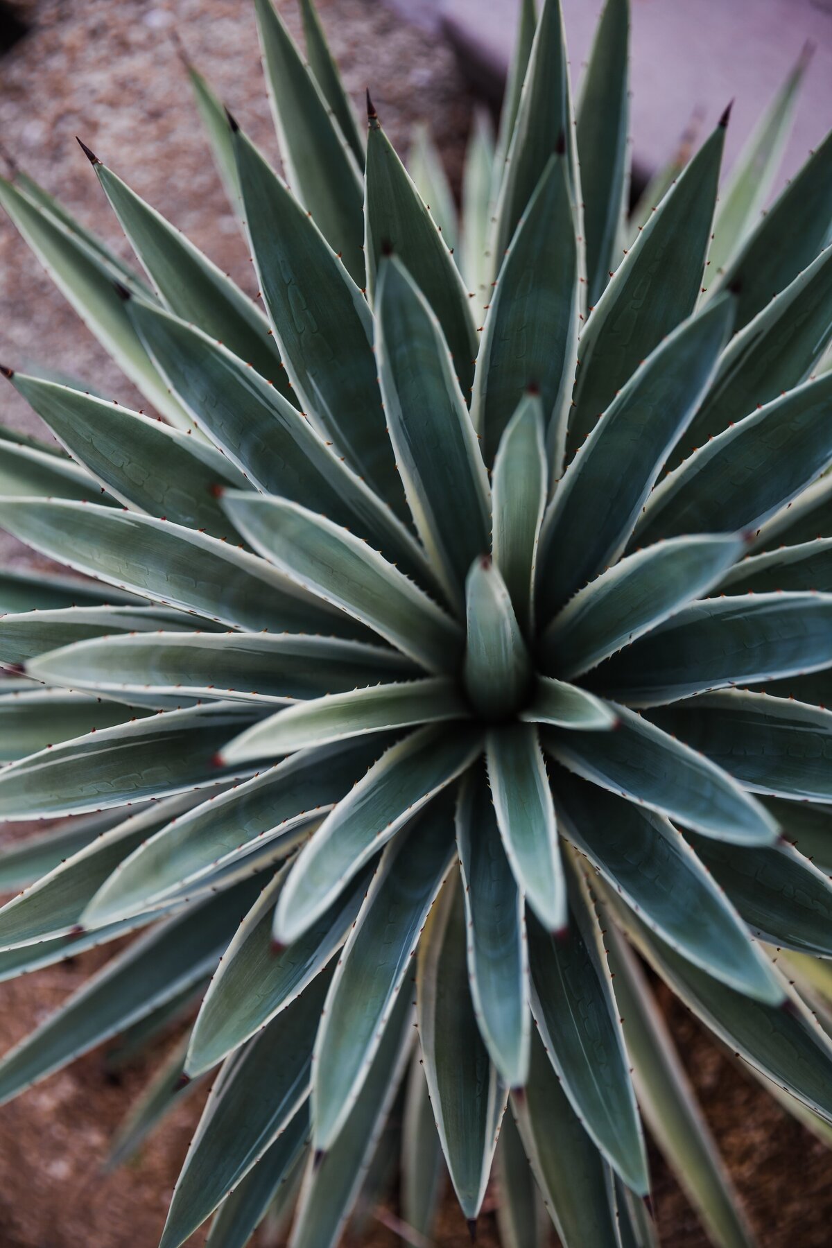 AbieLivesayPhotography-PalmSpringsEngagementPhotographer-PhilKristen-18