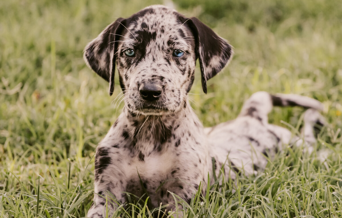 Pups-35