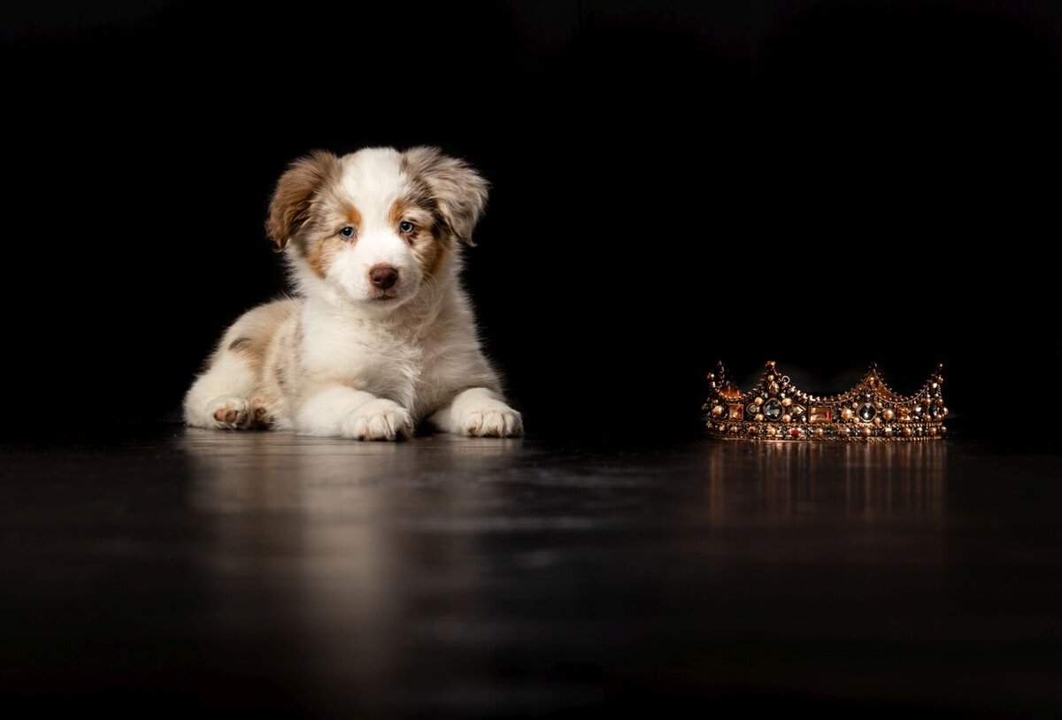 lilla-bordas-portraits-tampa-DOG-photographer1414_1