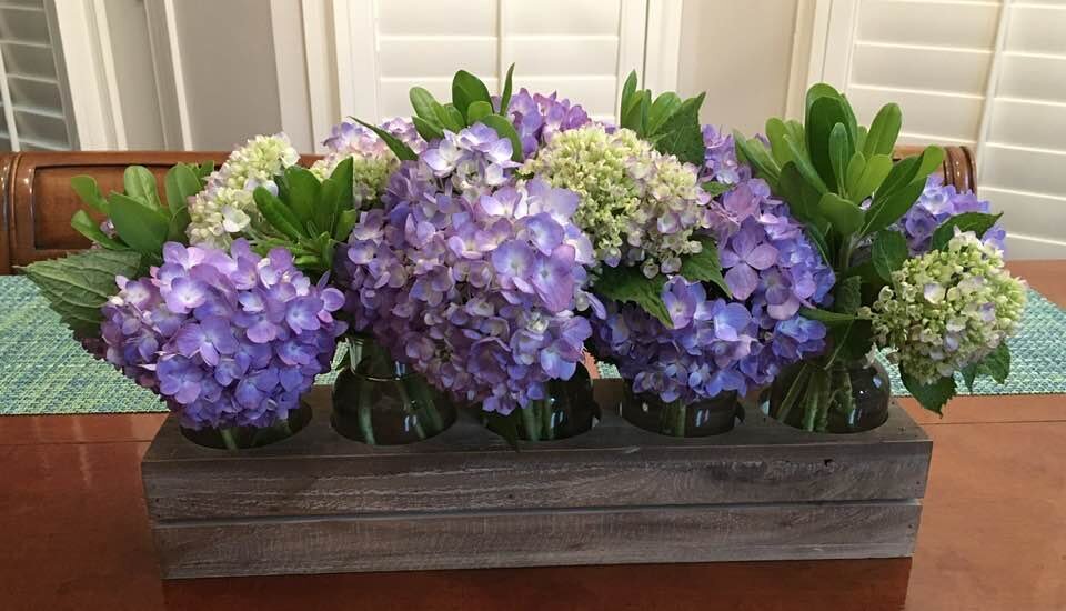 Ginny Fikes hydrangeas