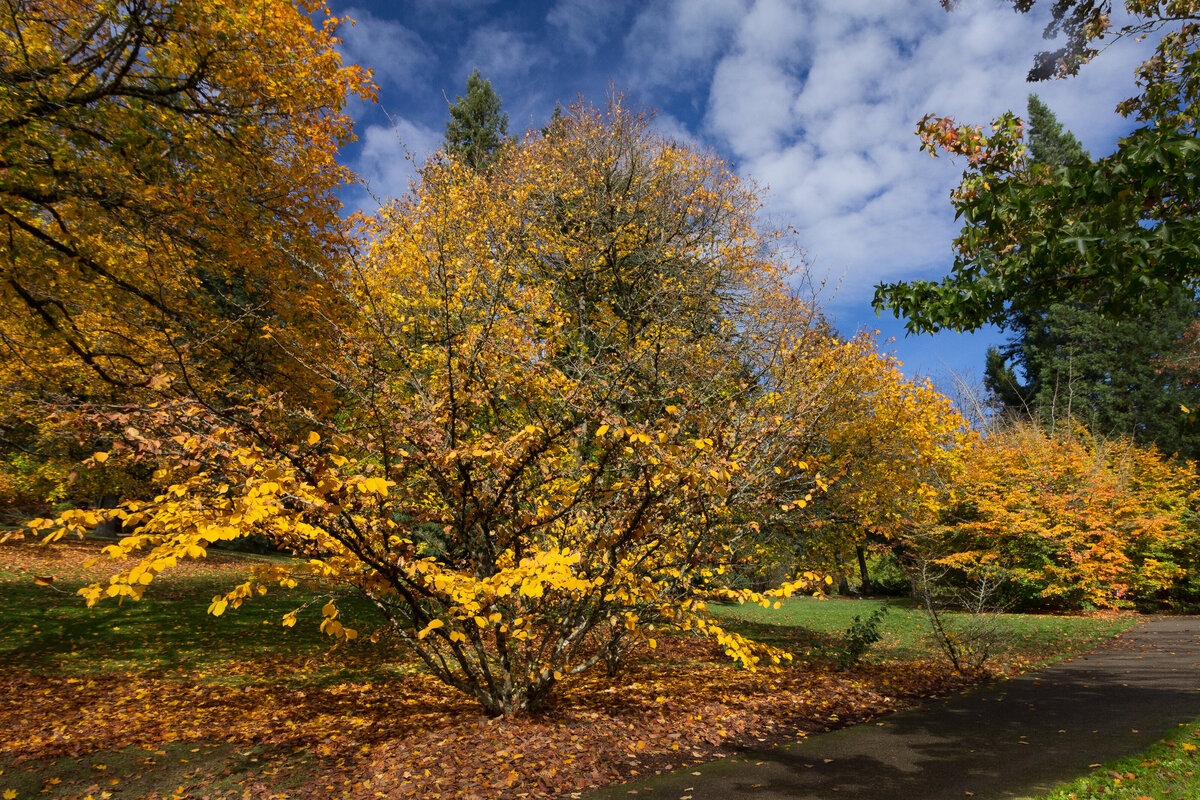 fall_leaves_2207