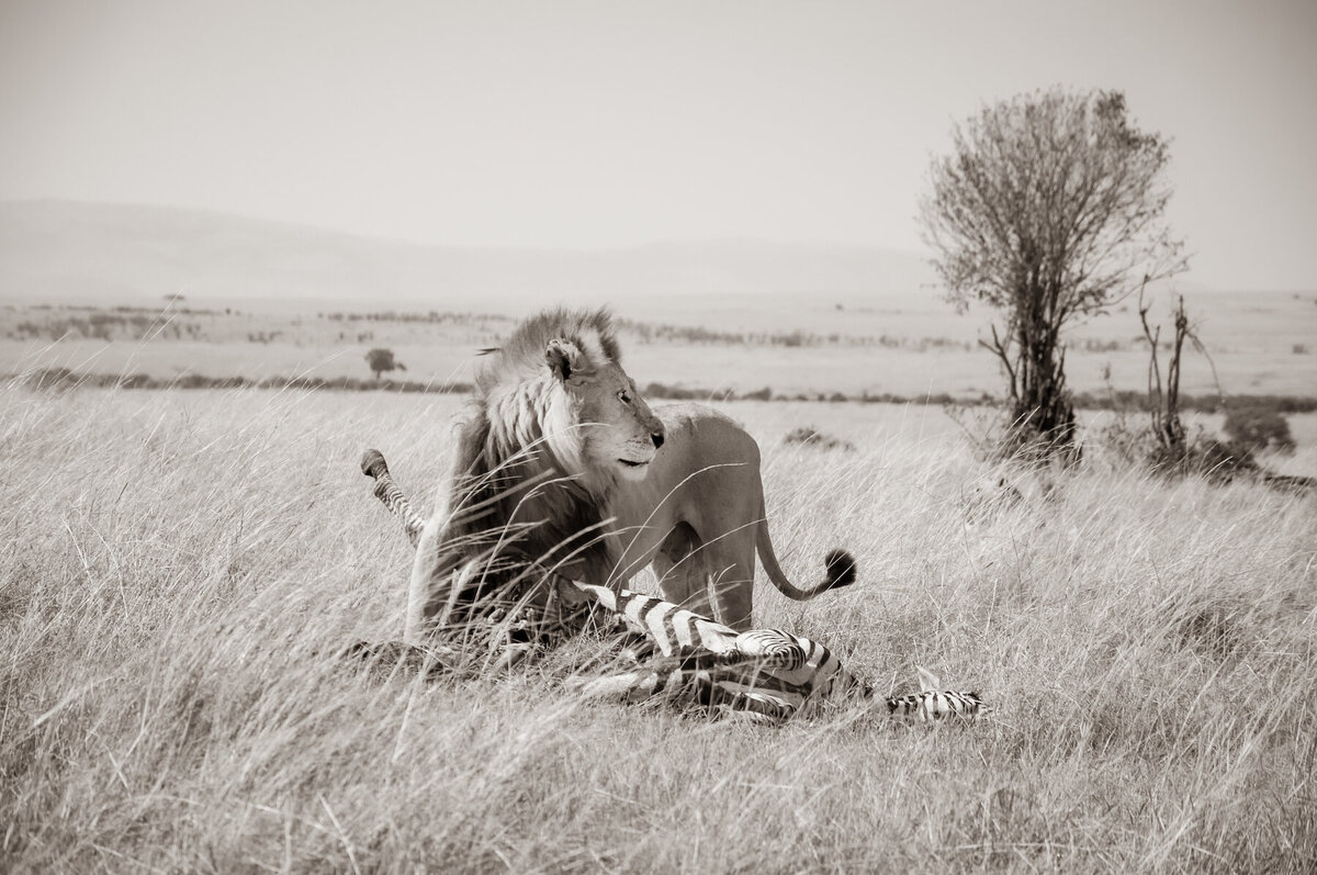 lion kill sepia copy