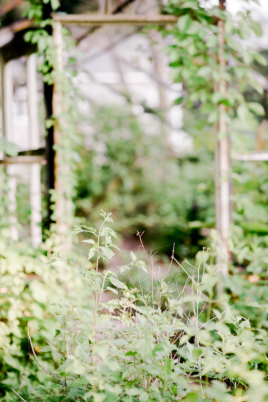 film photographer rachel pearlman cottage flowers moss and meadow (93 of 130)