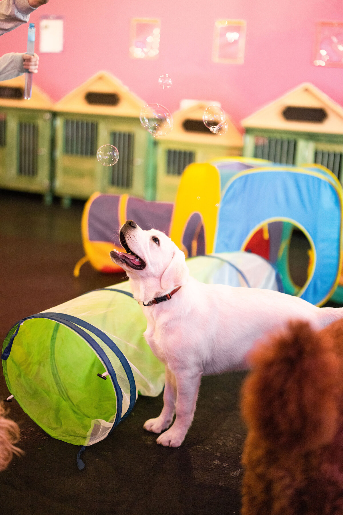 HillFamilyPetCare-161