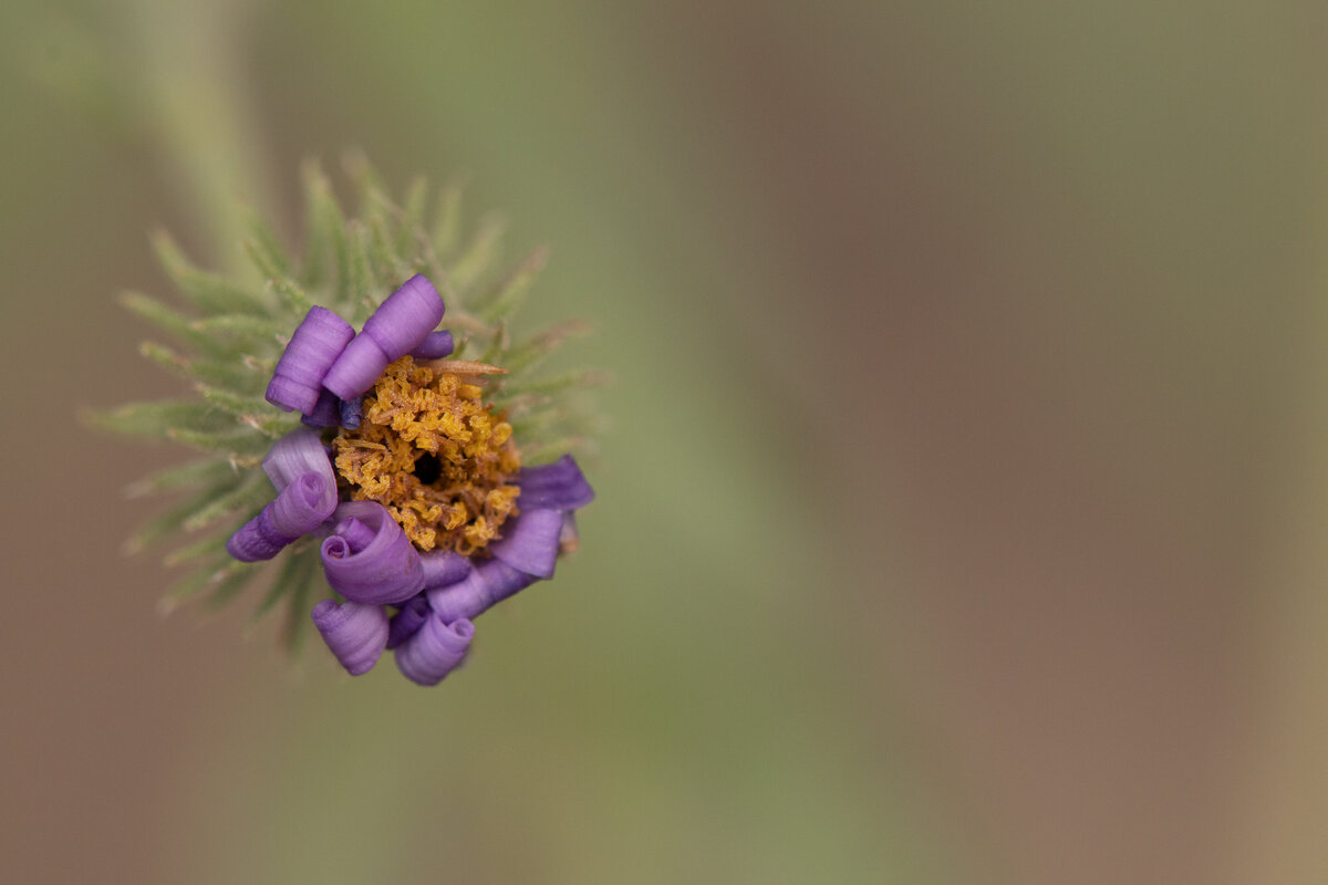purple_bud_8844