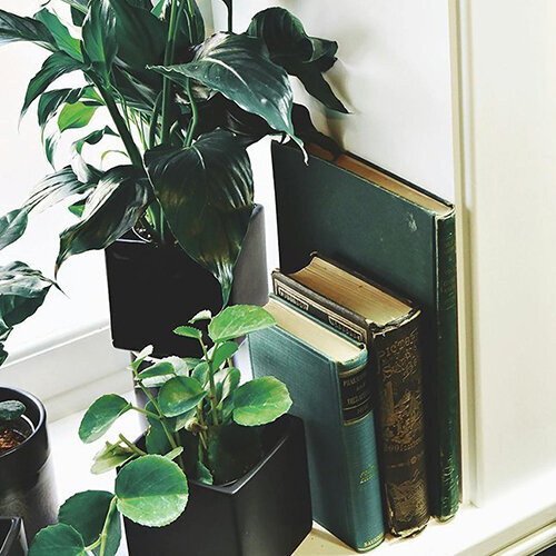 JEANINE-PLANT