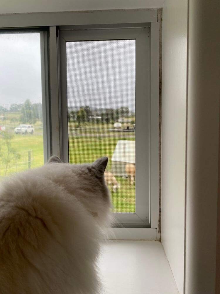 Cattery Toowoomba