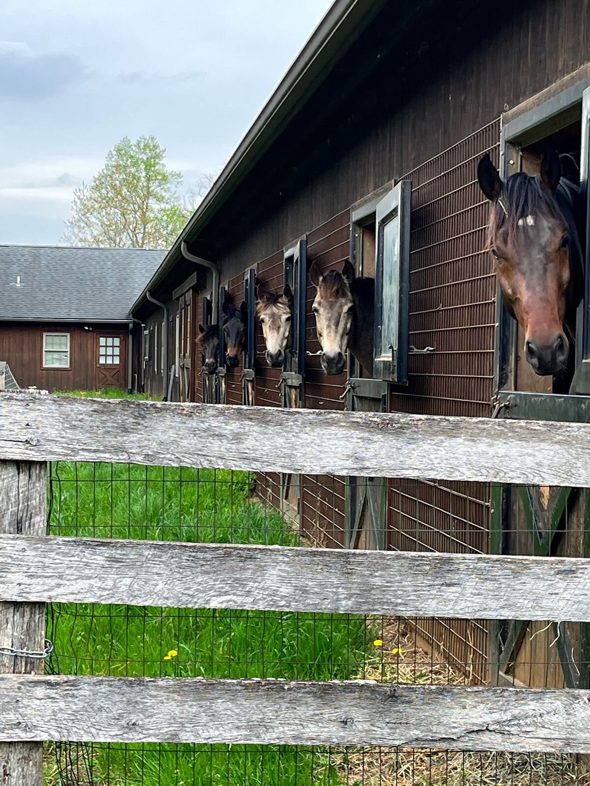 jp-dressage-kynynmont-farm-pa-22