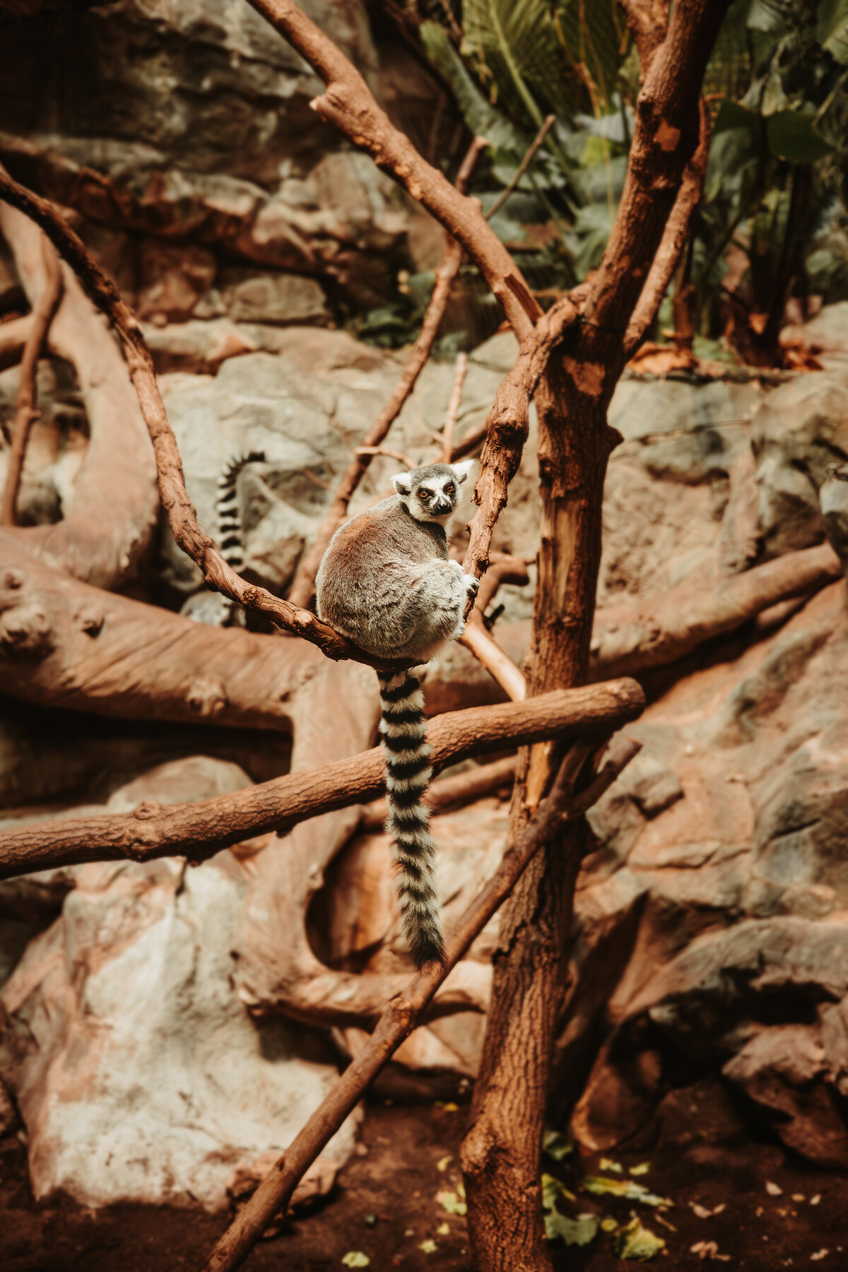 Ring Tailed Lemur