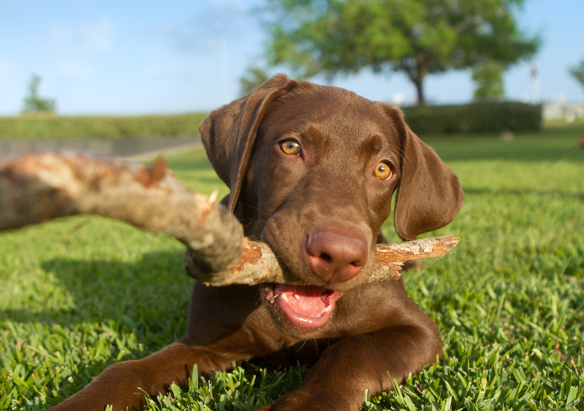 best_pet_photographer_29