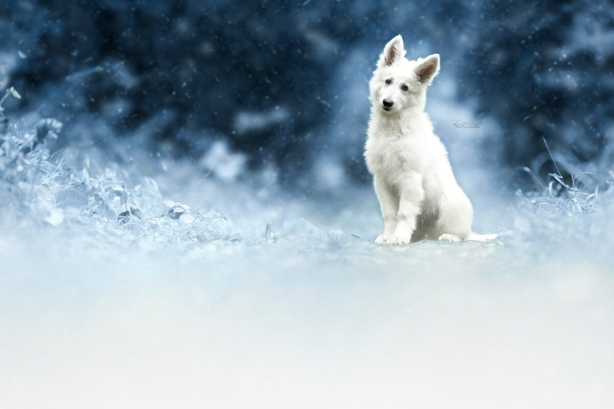 Hundefotografie-chemnitz-Tierfotografie-fotograf-Uhldingen-Bodensee-Hamburg-Dresden-Erfurt-Konstanz-7