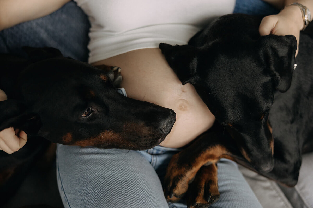 Two dogs resting on their owners belly for a maternity session