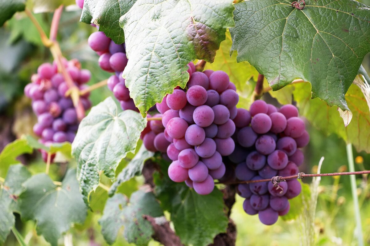 Winery and Vineyard Appraisals Throughout California's Central Coast