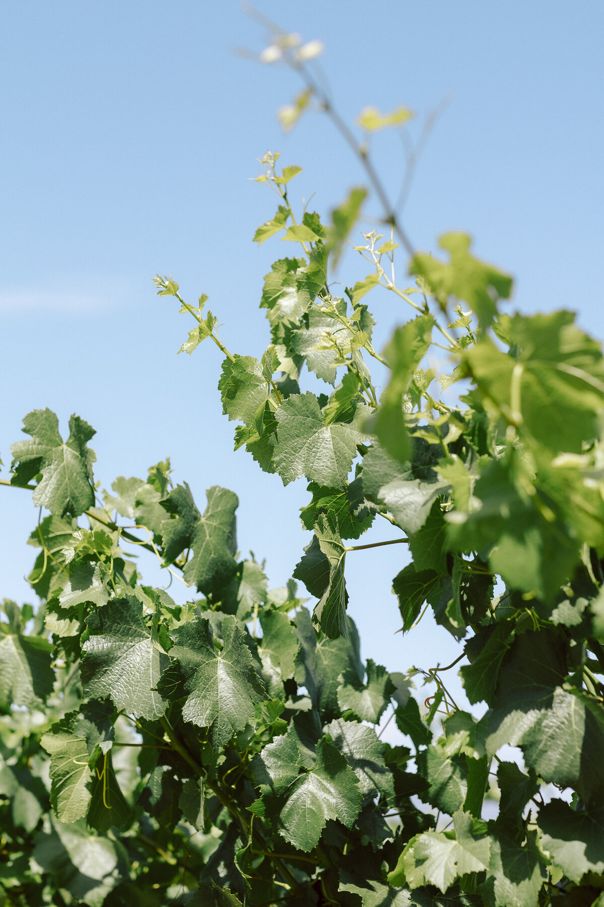 0433_gretchen_gause_photo_healdsburg_wedding_Arista_Winery_Little_Saint_2024-