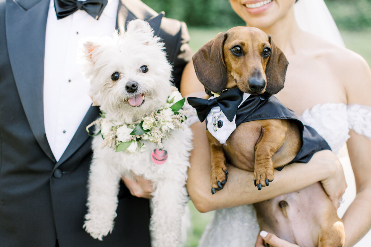 dog-ring-bearer-connecticut-wedding-sarah-brehant-events
