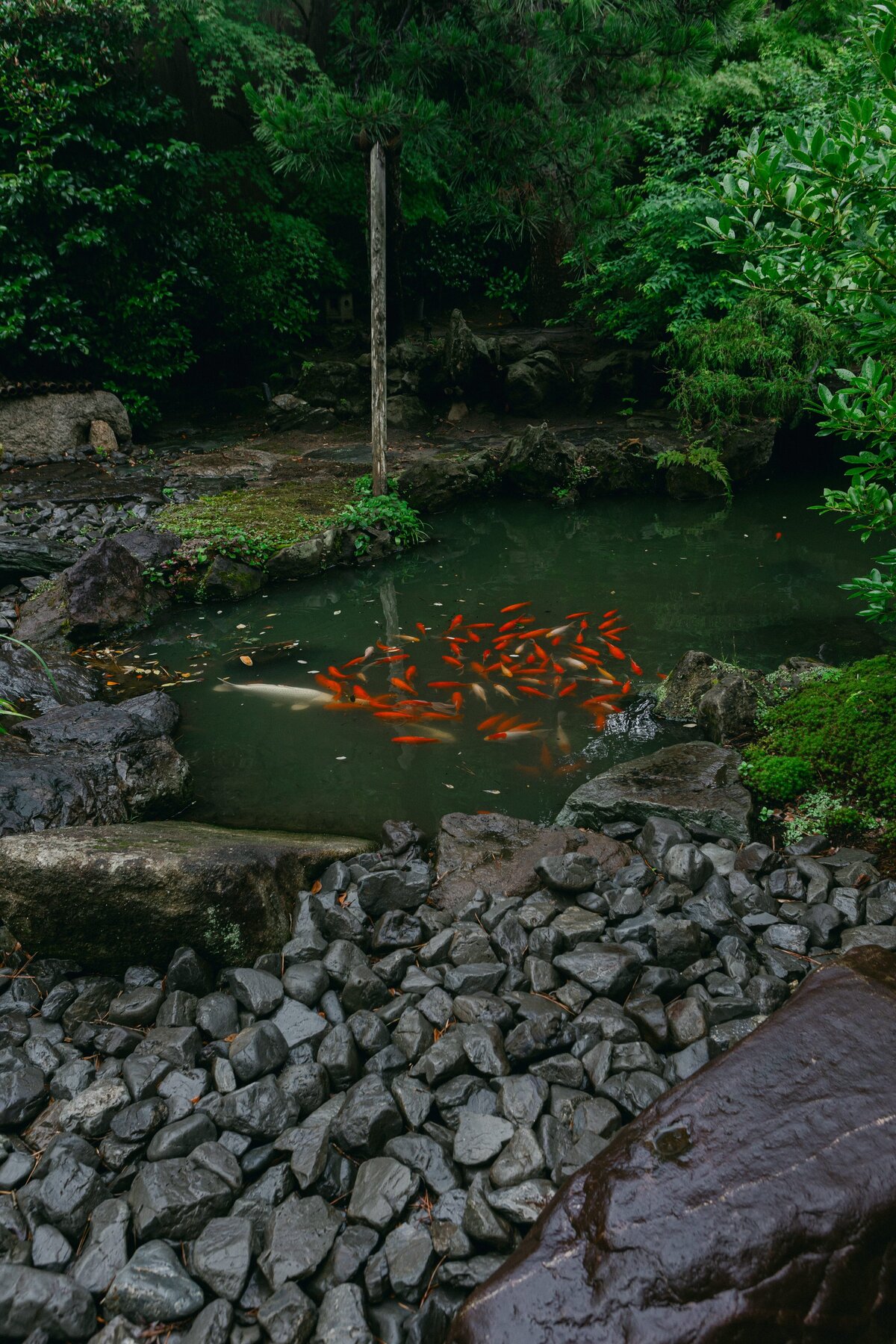 Falling-Doves-Support-Sake-Tour-Japan-2024-0020