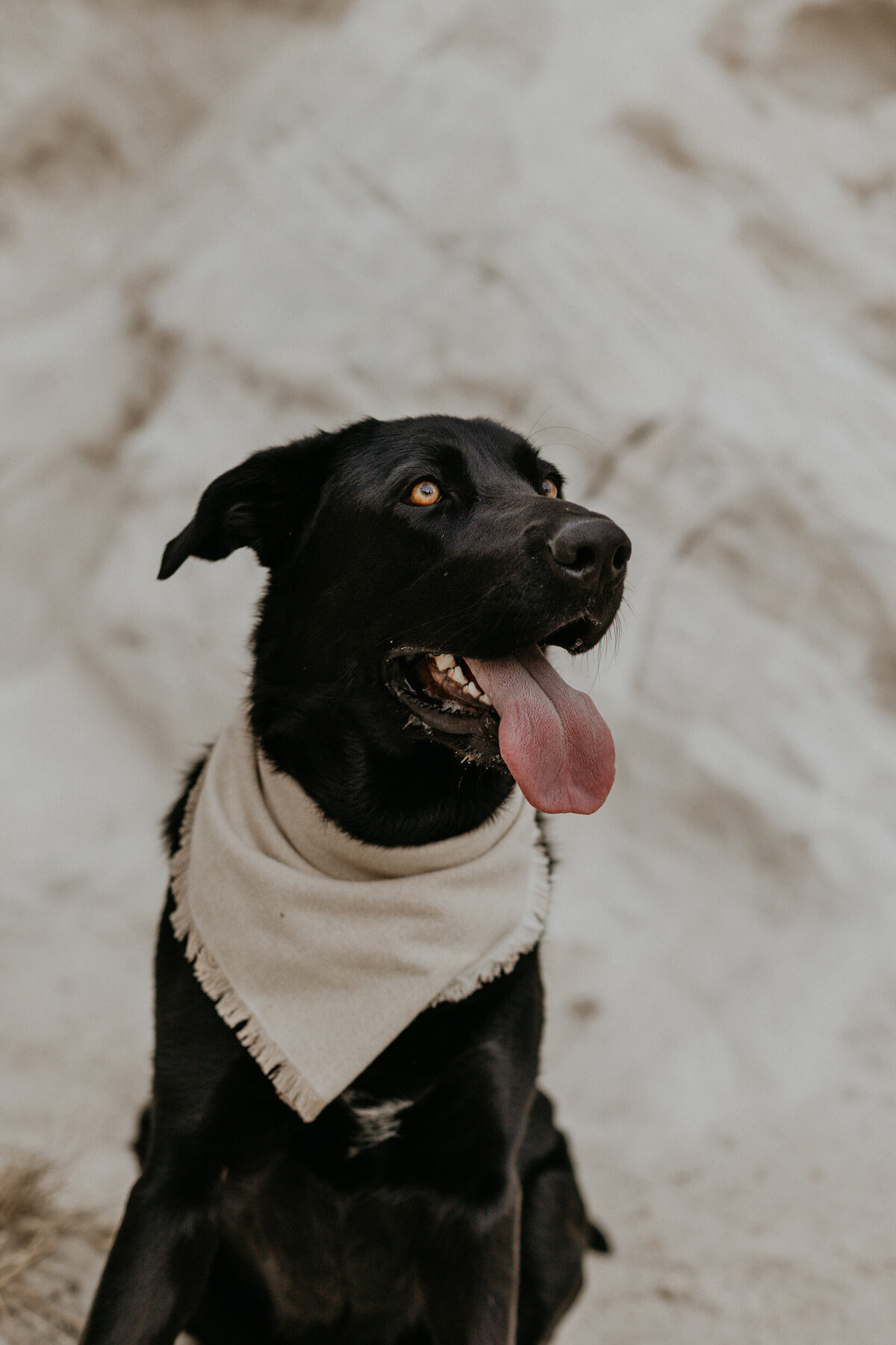 san-ysidro-new-mexico-engagement-photoshoot-with-dog-23
