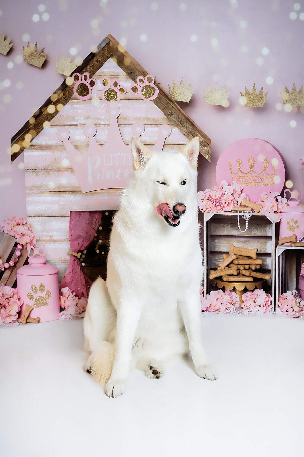 New Orleans Pet Photographer 50