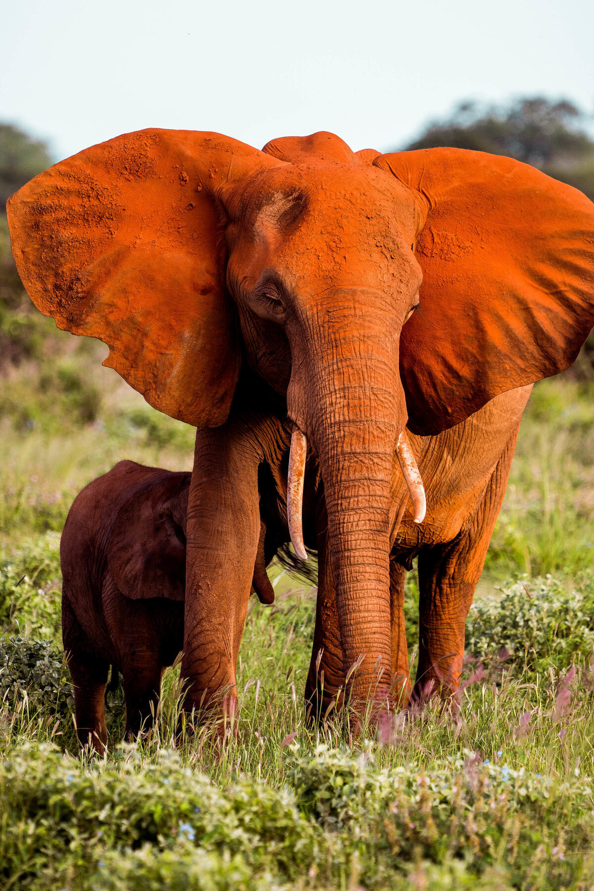 KenyaPortfolio3