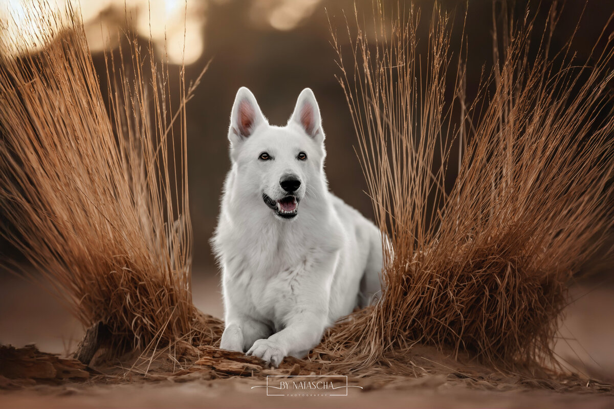 ByNataschaPhotography_Hondenshoot_12