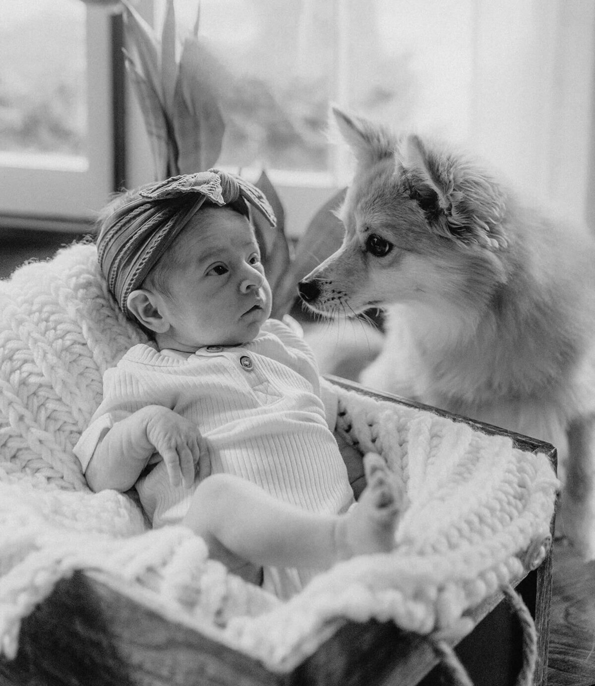 Baby in moses basket with dog sitting next to it at newborn photoshoot at Finger Lakes, NY