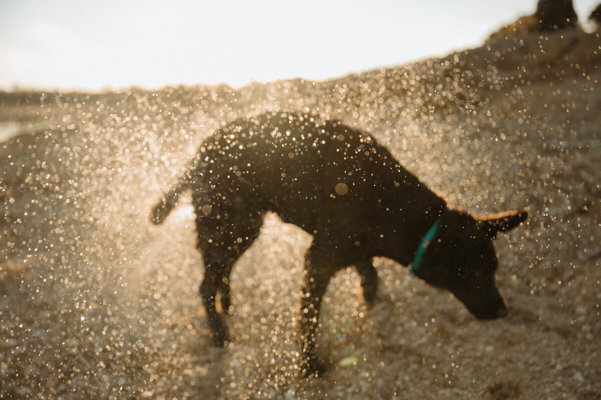dog-lover-photographer_067